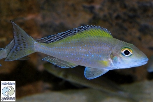 Xenotilapia spilopterus 'Mabilibili Bay'